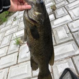 スモールマウスバス