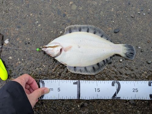 クロガシラガレイの釣果
