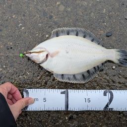 クロガシラガレイ