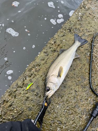 釣果