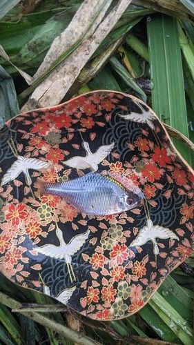 タイリクバラタナゴの釣果
