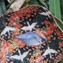 タイリクバラタナゴ