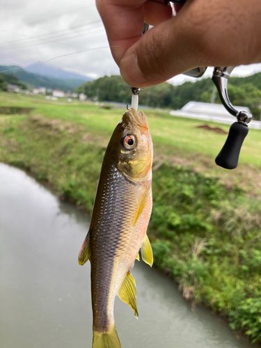 カワムツの釣果