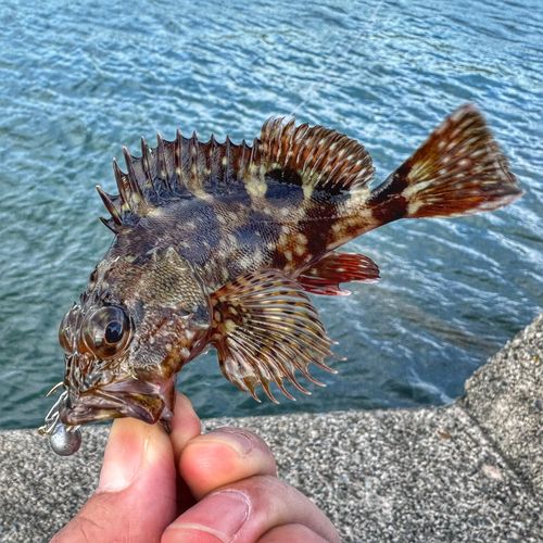 カサゴの釣果