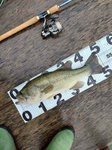 ブラックバスの釣果