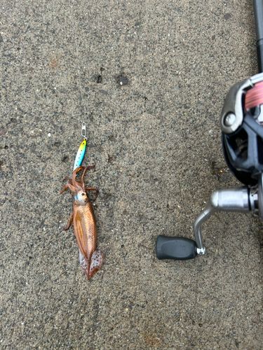 イカの釣果