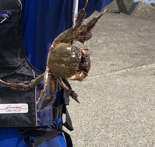 ワタリガニの釣果