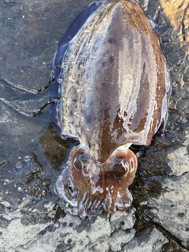 コウイカの釣果