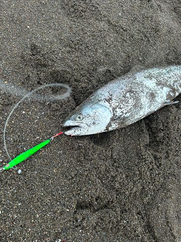 サクラマスの釣果