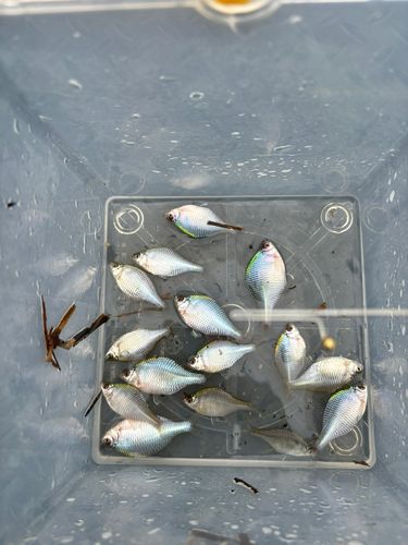 タナゴの釣果