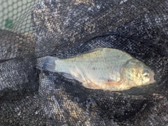 ヘラブナの釣果