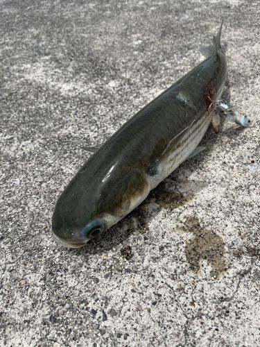 ボラ