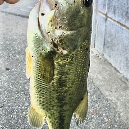 ブラックバス