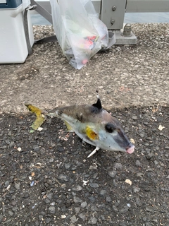 ギマの釣果