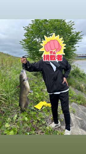 アメリカナマズの釣果