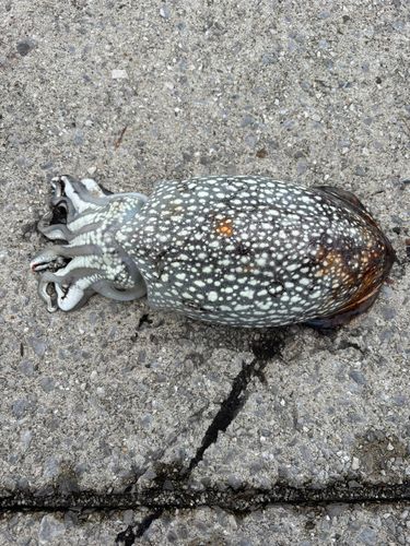 シリヤケイカの釣果