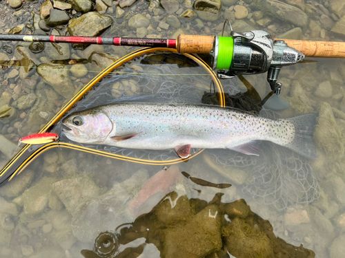 ニジマスの釣果