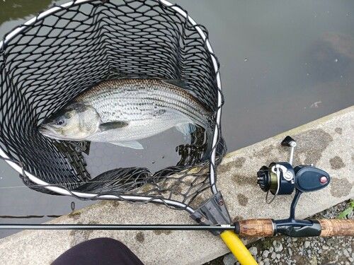 ストライプドバスの釣果
