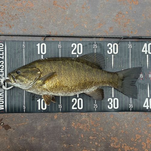 スモールマウスバスの釣果