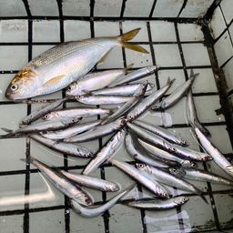 カタクチイワシ