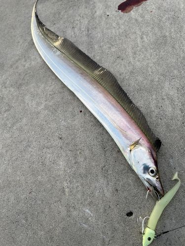 タチウオの釣果