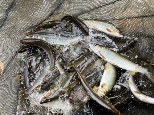 アユの釣果