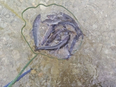 アユの釣果