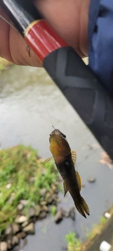 ヌマチチブの釣果