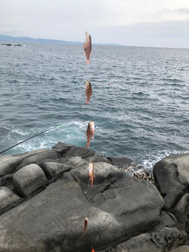 クロホシイシモチの釣果