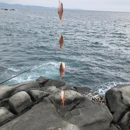 クロホシイシモチ