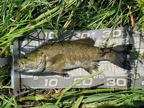 スモールマウスバスの釣果