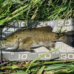 スモールマウスバス