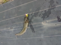 ナマズの釣果