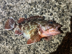 カサゴの釣果