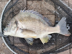 キビレの釣果