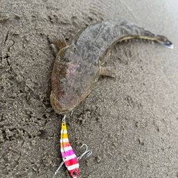 マゴチ