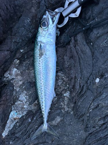 マサバの釣果