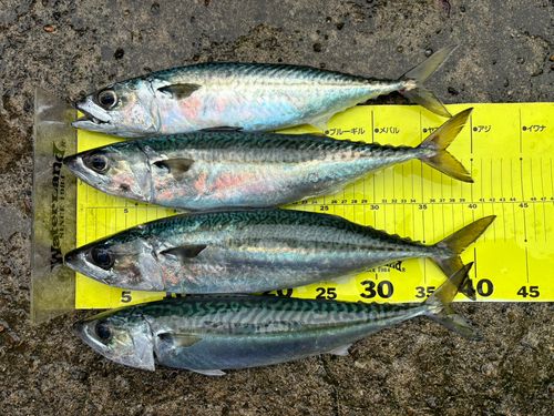 サバの釣果