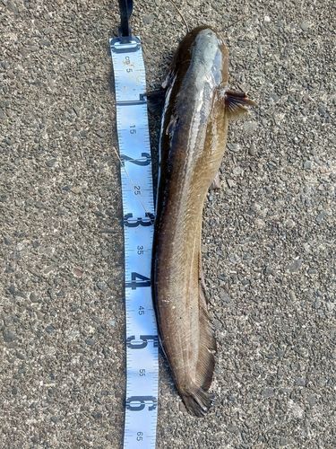ナマズの釣果