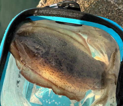 コウイカの釣果