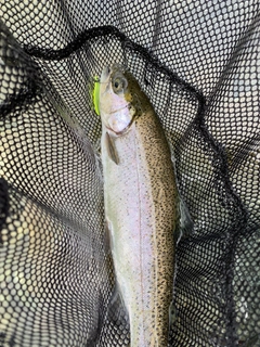 ニジマスの釣果