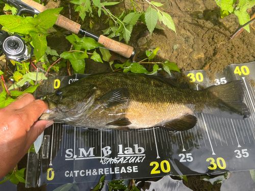 スモールマウスバスの釣果