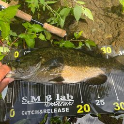 スモールマウスバス