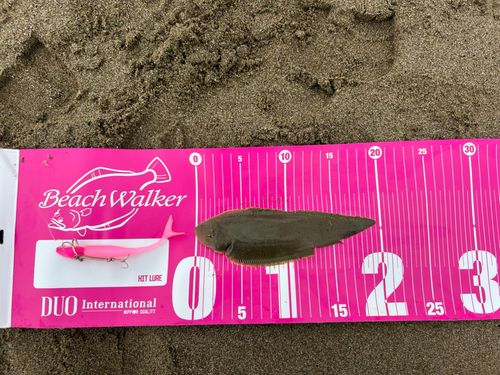 シタビラメの釣果