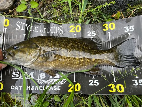スモールマウスバスの釣果