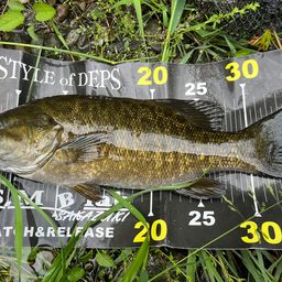 スモールマウスバス