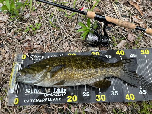 スモールマウスバスの釣果