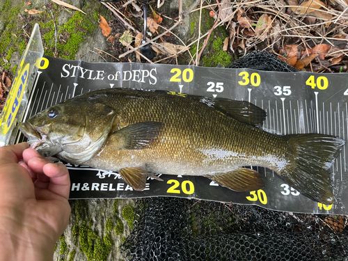 スモールマウスバスの釣果