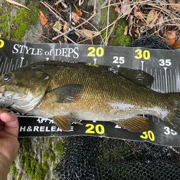 スモールマウスバス