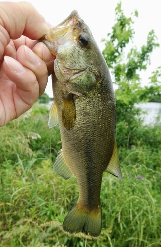 ラージマウスバスの釣果